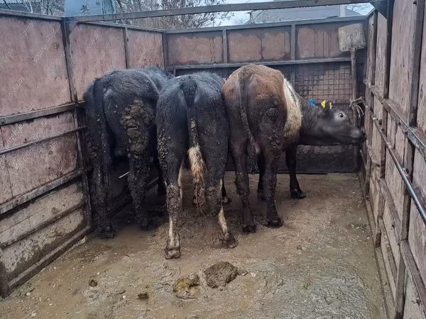 Бык, Коровы