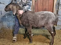 Қой, Arashan sheep — 3-сурет