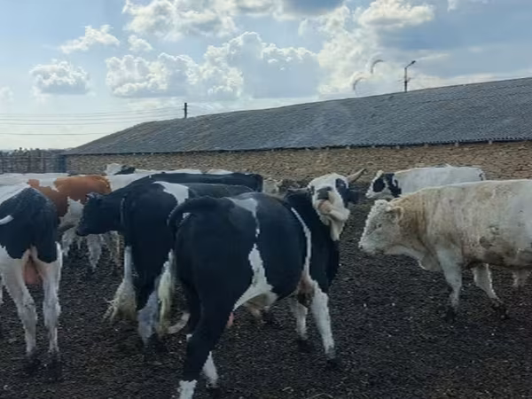 公牛, Russian Black pied cattle — 俄罗斯