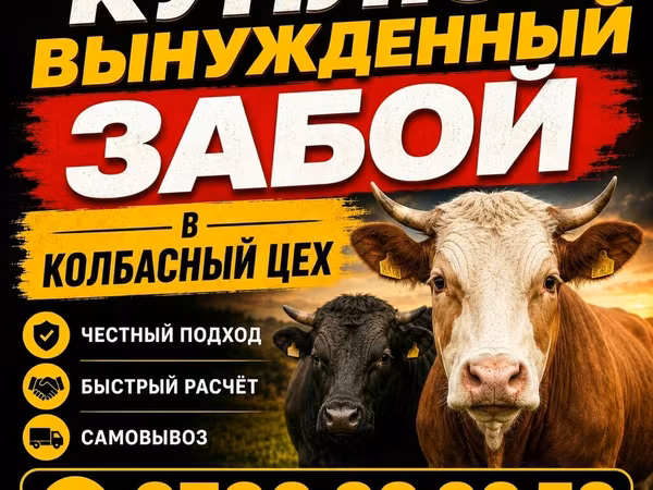 Бұқа, Ірі қара — Қырғызстан