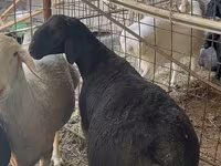 Ram, Sheep — photo 1