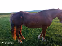 公马, Horses — 照片 3
