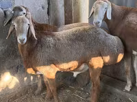 Ram, Arashan sheep — photo 4