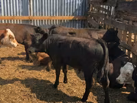 Bull, Cattle — photo 7