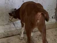 Бұқа, Simmental cattle — 4-сурет