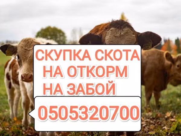 Бұқа, Ірі қара — Қырғызстан