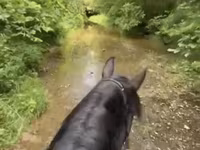 घोड़ी, Przewalski's horse — फ़ोटो 4