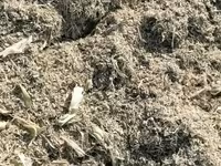 Продаю силос цена 7 сом кг в бабинах силос с зерном мелкого дроблени — foto 2