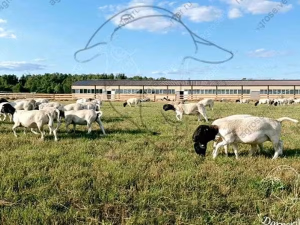 Widder, Dorper sheep