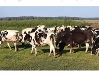 ثور, Russian Black pied cattle — الصورة 1