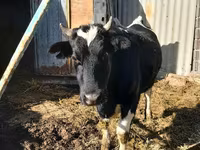 Cow, Holstein breed — photo 7