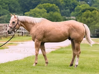Hengst, Quarter Horse — Foto 2