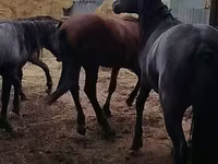 Horse (M), Horse breed — photo 6