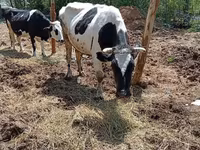 गाय, मवेशी — फ़ोटो 2