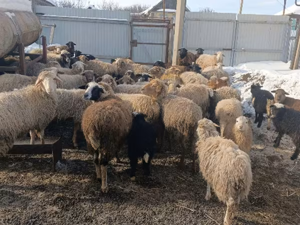 भेड़, Romanov sheep — रूस