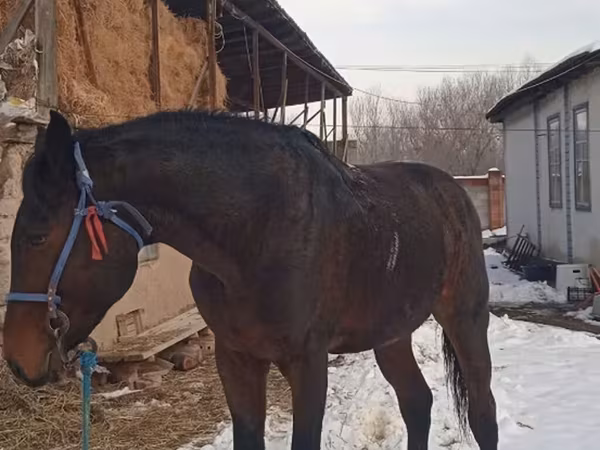 Айғыр, Arabian horse