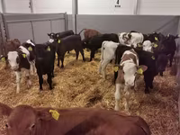 Bull, Cattle — photo 7