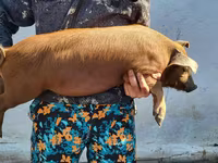 Қабан, Мангалица — 5-сурет