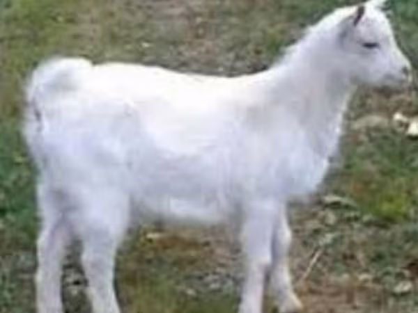 Теке, Saanen goat