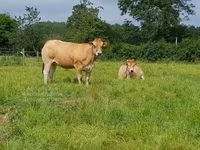 Vaca, Raza de vaca — foto 2