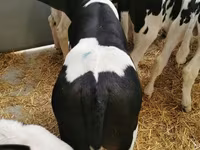 Bull, Cattle — photo 4