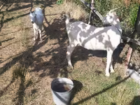 عنزة, LaMancha goats — الصورة 1