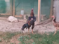 Chickens — Foto 1
