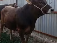 Bull, Swiss cattle — photo 1