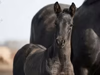 Hengst, Trakehner — Foto 3