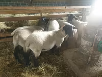 Қой, Baerchuke sheep — 1-сурет