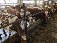 Cow, Holstein breed — photo 8