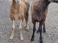 बकरा, बकरियाँ — फ़ोटो 1