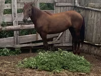 Mare, Horses — photo 1