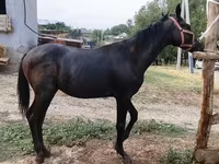 Caballo, Caballos — foto 4