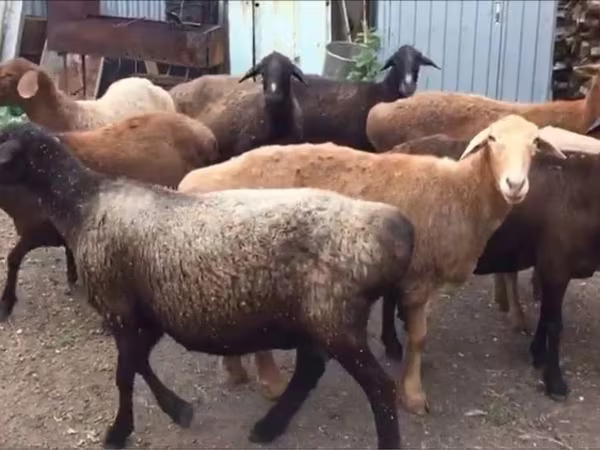 Ram, Sheep — Kazakhstan