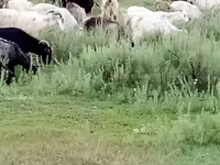 Ешкі, Ешкілер — 1-сурет