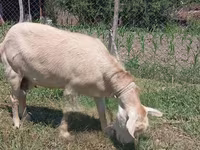 Goat, Saanen goat — photo 1