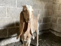 Ziege, Nubian Goat — Foto 3