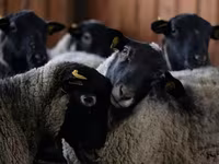 Widder, Edilbay sheep — Foto 7