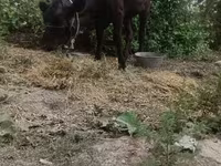 Сиыр, Ірі қара — 1-сурет