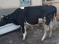 Vaca, Raza Holstein — foto 1