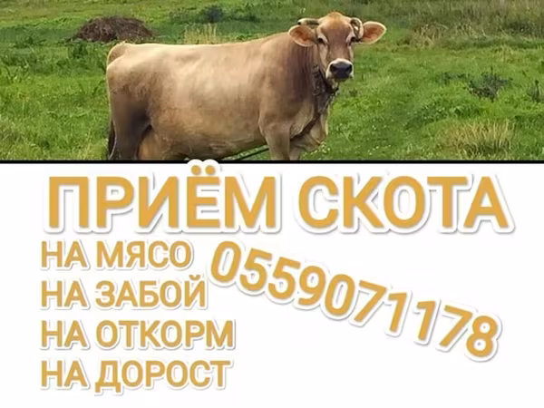 Бұқа, Ірі қара