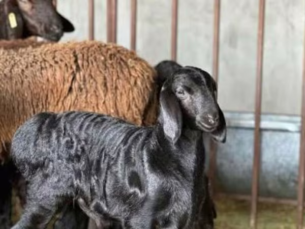 Sheep, Hissar sheep
