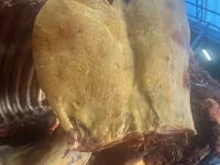 Оптовый мясной рынок Чуйгун Мясо конина Жылкы эти, устукан/часть — photo 4