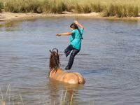 Айғыр, Gypsy horse — 3-сурет