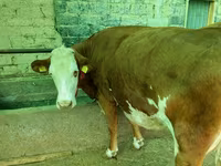 Cow, Simmental cattle — photo 3