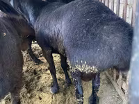 Carnero, Hissar sheep — foto 6