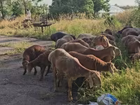 Қошқар, Arashan sheep — 4-сурет