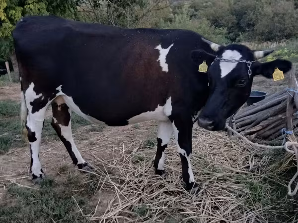 Cow, Holstein breed