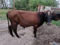 Bull, Cattle — photo 1